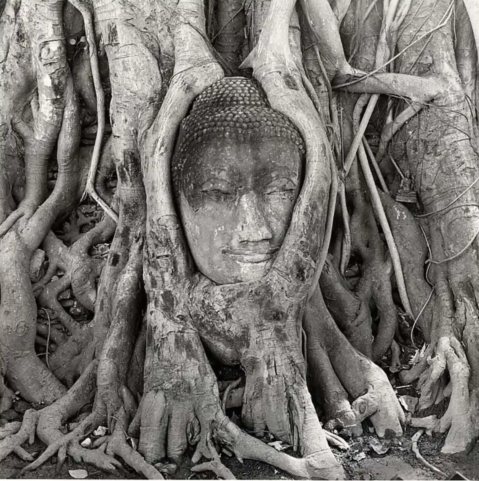 Featured work 2: Buddha in Tree