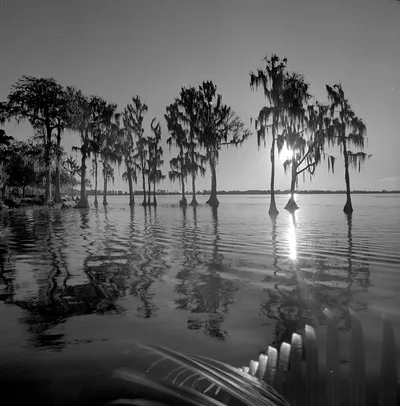 Tropical Reflection